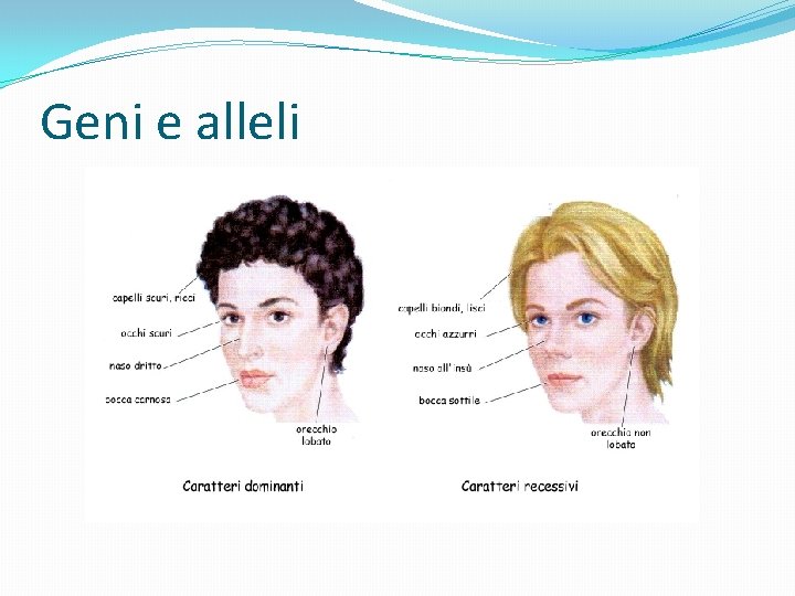 Geni e alleli 