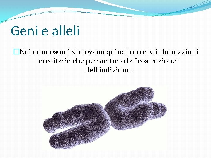 Geni e alleli �Nei cromosomi si trovano quindi tutte le informazioni ereditarie che permettono