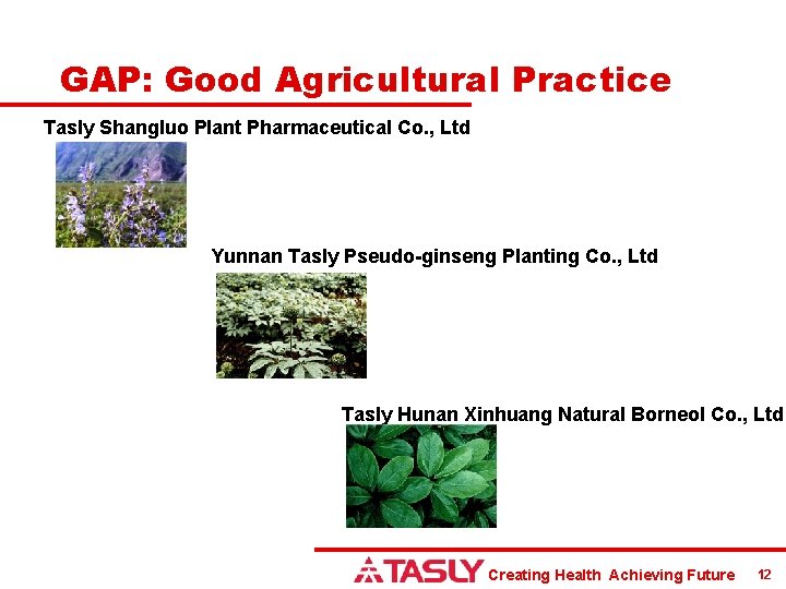 GAP: Good Agricultural Practice Tasly Shangluo Plant Pharmaceutical Co. , Ltd Yunnan Tasly Pseudo-ginseng