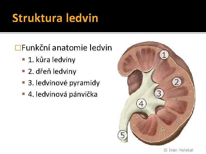 Struktura ledvin �Funkční anatomie ledvin 1. kůra ledviny 2. dřeň ledviny 3. ledvinové pyramidy