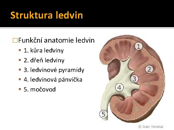Struktura ledvin �Funkční anatomie ledvin 1. kůra ledviny 2. dřeň ledviny 3. ledvinové pyramidy Struktura ledvin �Funkční anatomie ledvin 1. kůra ledviny 2. dřeň ledviny 3. ledvinové pyramidy