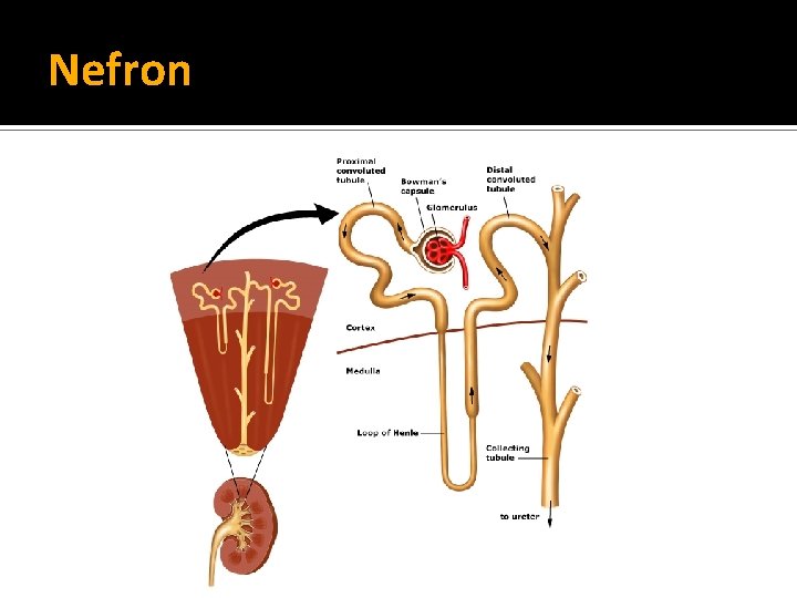 Nefron 