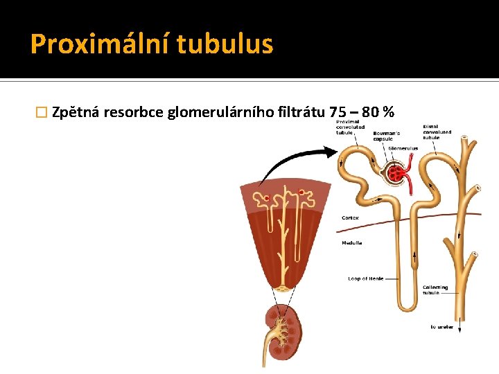 Proximální tubulus � Zpětná resorbce glomerulárního filtrátu 75 – 80 % 