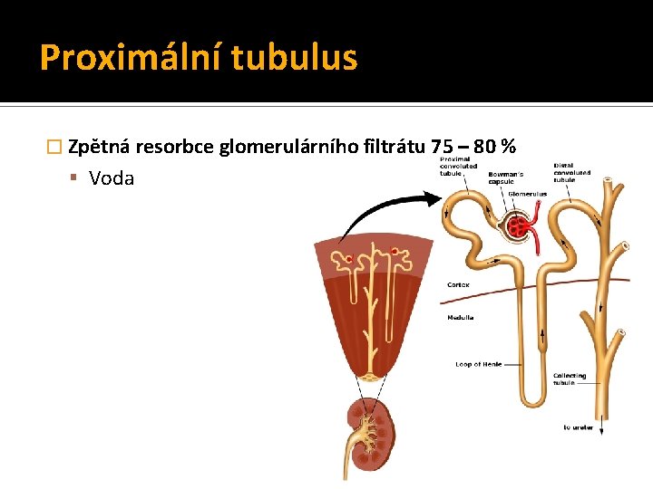 Proximální tubulus � Zpětná resorbce glomerulárního filtrátu 75 – 80 % Voda 