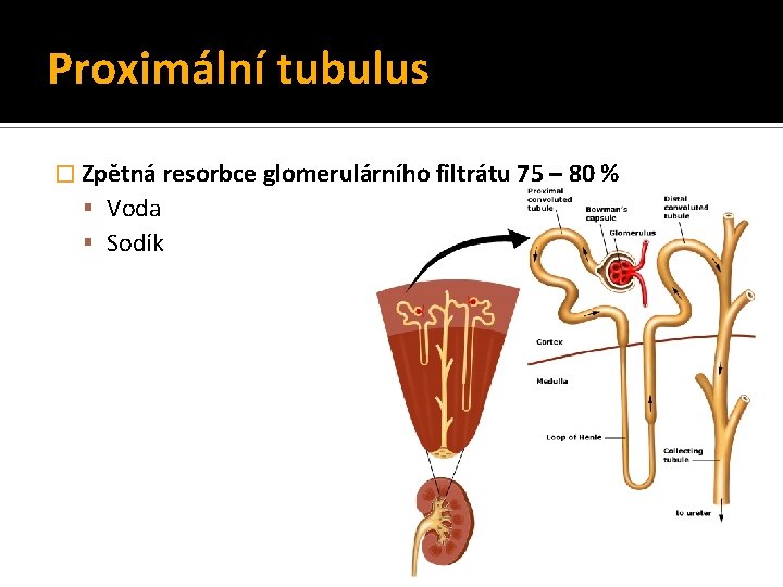 Proximální tubulus � Zpětná resorbce glomerulárního filtrátu 75 – 80 % Voda Sodík Proximální tubulus � Zpětná resorbce glomerulárního filtrátu 75 – 80 % Voda Sodík