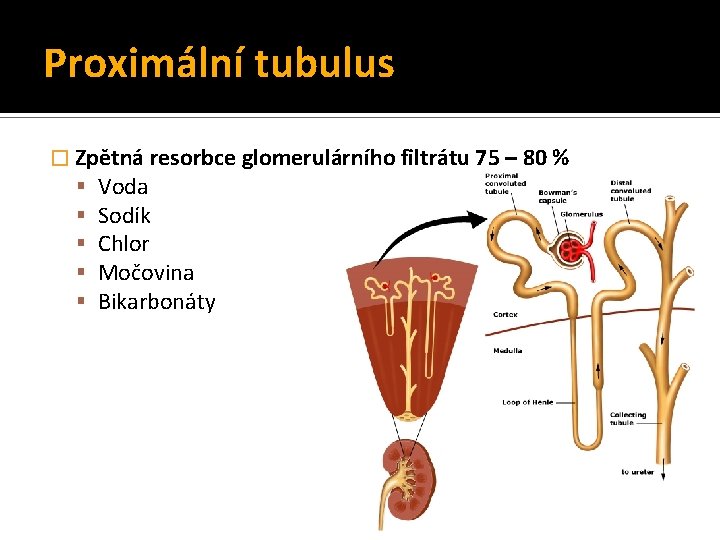 Proximální tubulus � Zpětná resorbce glomerulárního filtrátu 75 – 80 % Voda Sodík Chlor