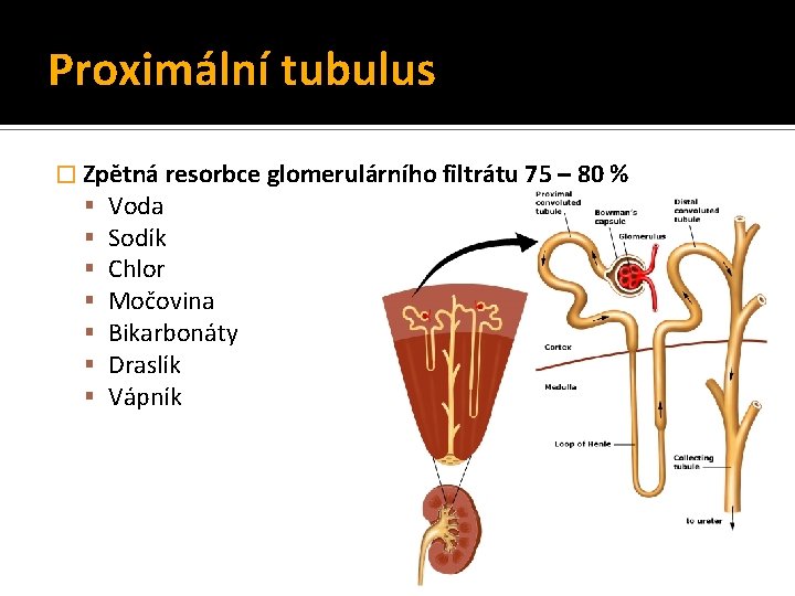 Proximální tubulus � Zpětná resorbce glomerulárního filtrátu 75 – 80 % Voda Sodík Chlor Proximální tubulus � Zpětná resorbce glomerulárního filtrátu 75 – 80 % Voda Sodík Chlor