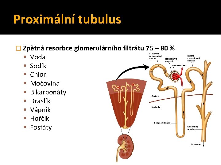 Proximální tubulus � Zpětná resorbce glomerulárního filtrátu 75 – 80 % Voda Sodík Chlor