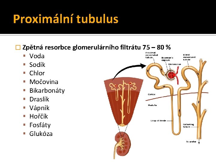 Proximální tubulus � Zpětná resorbce glomerulárního filtrátu 75 – 80 % Voda Sodík Chlor