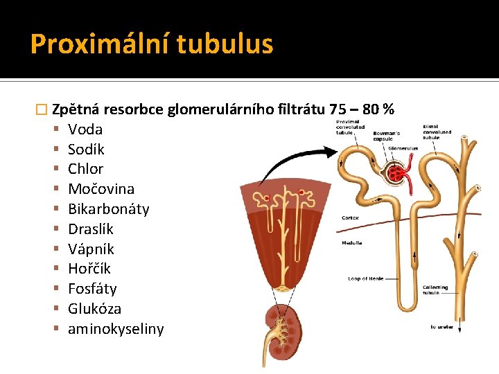 Proximální tubulus � Zpětná resorbce glomerulárního filtrátu 75 – 80 % Voda Sodík Chlor