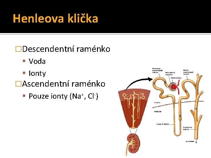 Henleova klička �Descendentní raménko Voda Ionty �Ascendentní raménko Pouze ionty (Na+, Cl-) 