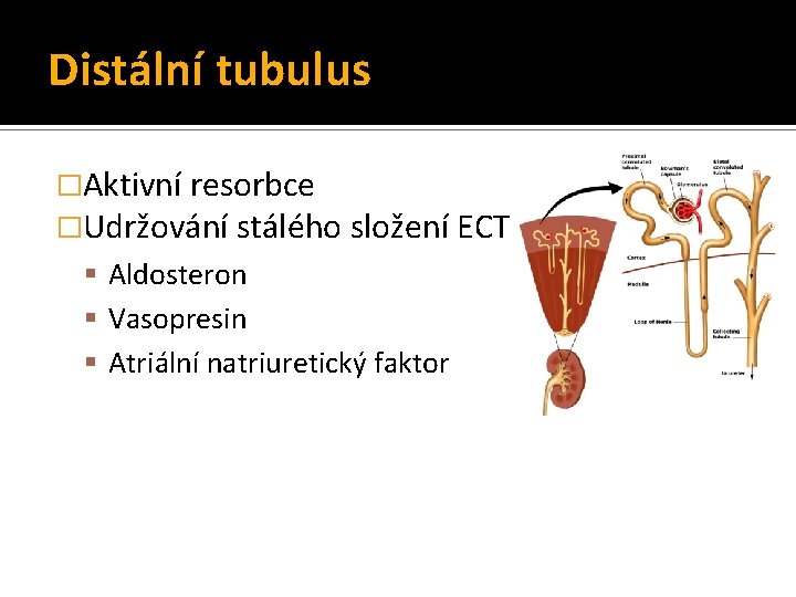 Distální tubulus �Aktivní resorbce �Udržování stálého složení ECT Aldosteron Vasopresin Atriální natriuretický faktor Distální tubulus �Aktivní resorbce �Udržování stálého složení ECT Aldosteron Vasopresin Atriální natriuretický faktor