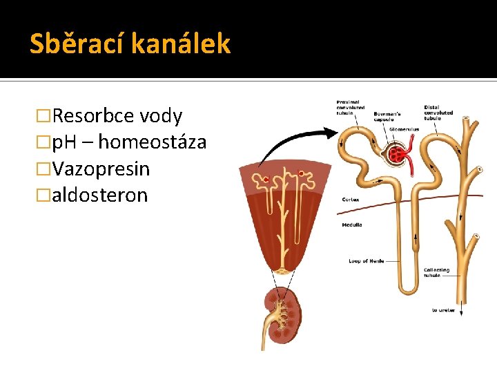 Sběrací kanálek �Resorbce vody �p. H – homeostáza �Vazopresin �aldosteron Sběrací kanálek �Resorbce vody �p. H – homeostáza �Vazopresin �aldosteron