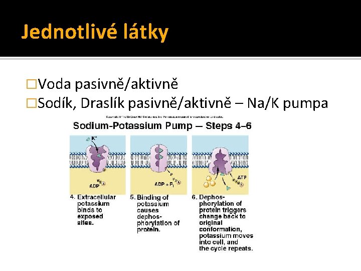 Jednotlivé látky �Voda pasivně/aktivně �Sodík, Draslík pasivně/aktivně – Na/K pumpa 