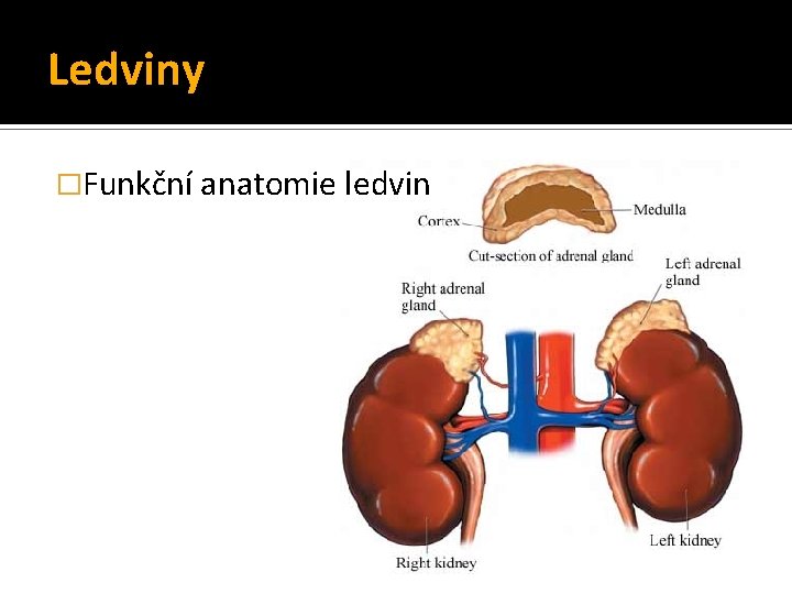 Ledviny �Funkční anatomie ledvin 