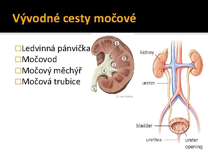 Vývodné cesty močové �Ledvinná pánvička �Močovod �Močový měchýř �Močová trubice 