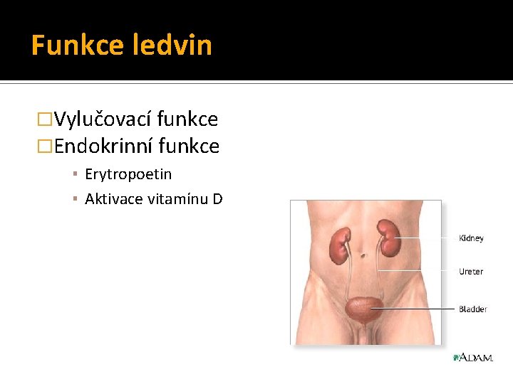 Funkce ledvin �Vylučovací funkce �Endokrinní funkce ▪ Erytropoetin ▪ Aktivace vitamínu D 