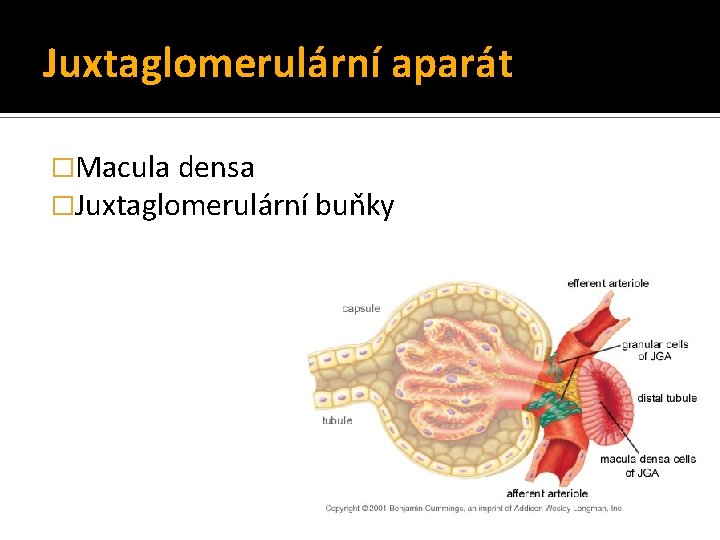 Juxtaglomerulární aparát �Macula densa �Juxtaglomerulární buňky 