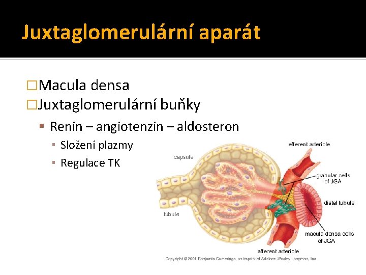Juxtaglomerulární aparát �Macula densa �Juxtaglomerulární buňky Renin – angiotenzin – aldosteron ▪ Složení plazmy