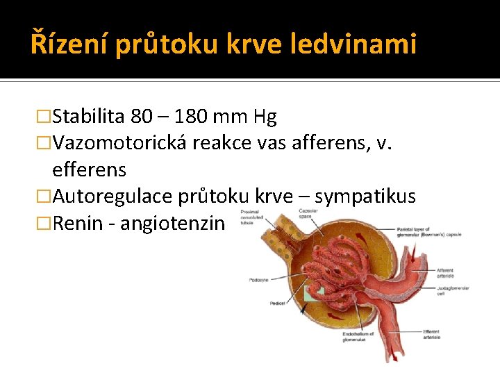 Řízení průtoku krve ledvinami �Stabilita 80 – 180 mm Hg �Vazomotorická reakce vas afferens,