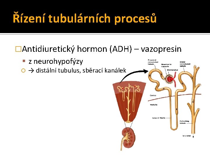 Řízení tubulárních procesů �Antidiuretický hormon (ADH) – vazopresin z neurohypofýzy → distální tubulus, sběrací