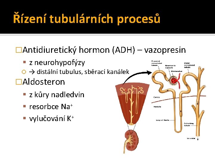 Řízení tubulárních procesů �Antidiuretický hormon (ADH) – vazopresin z neurohypofýzy → distální tubulus, sběrací