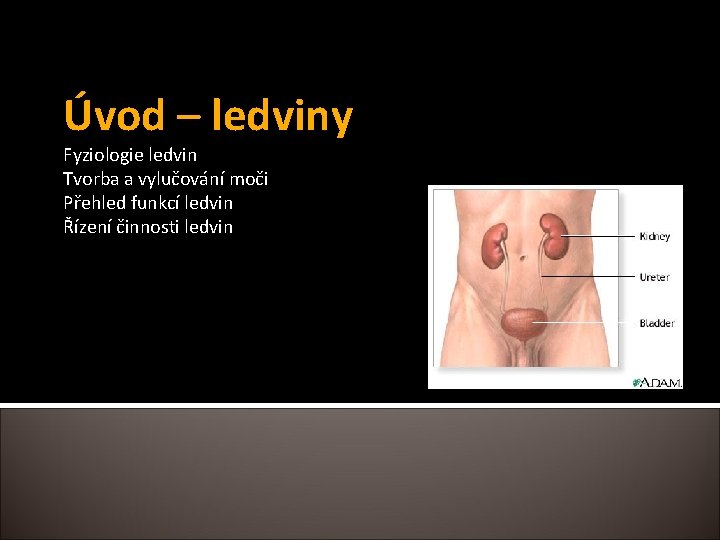 Úvod – ledviny Fyziologie ledvin Tvorba a vylučování moči Přehled funkcí ledvin Řízení činnosti