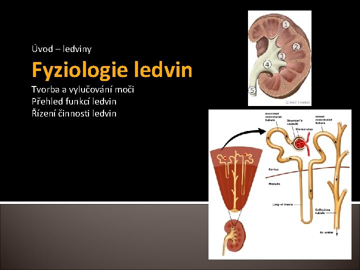 Úvod – ledviny Fyziologie ledvin Tvorba a vylučování moči Přehled funkcí ledvin Řízení činnosti