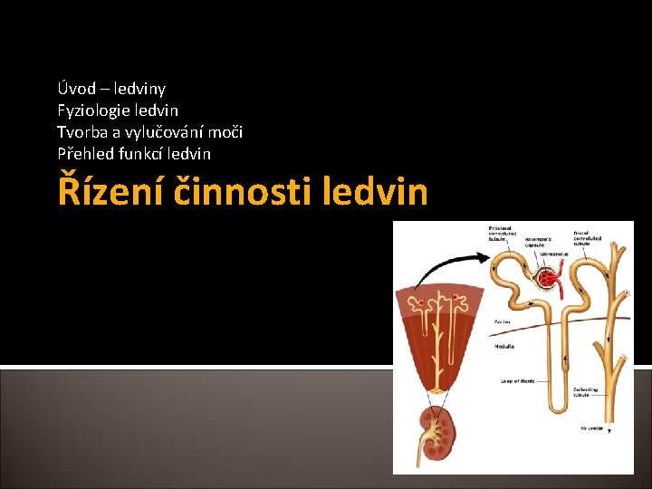 Úvod – ledviny Fyziologie ledvin Tvorba a vylučování moči Přehled funkcí ledvin Řízení činnosti