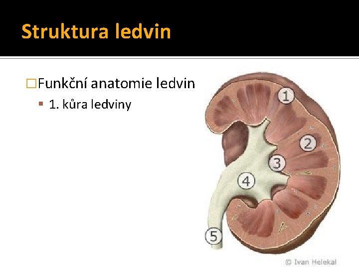 Struktura ledvin �Funkční anatomie ledvin 1. kůra ledviny Struktura ledvin �Funkční anatomie ledvin 1. kůra ledviny