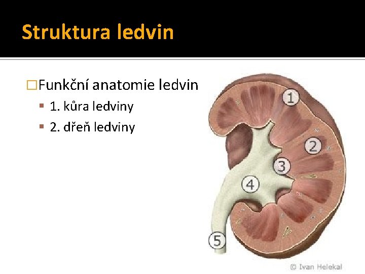 Struktura ledvin �Funkční anatomie ledvin 1. kůra ledviny 2. dřeň ledviny 