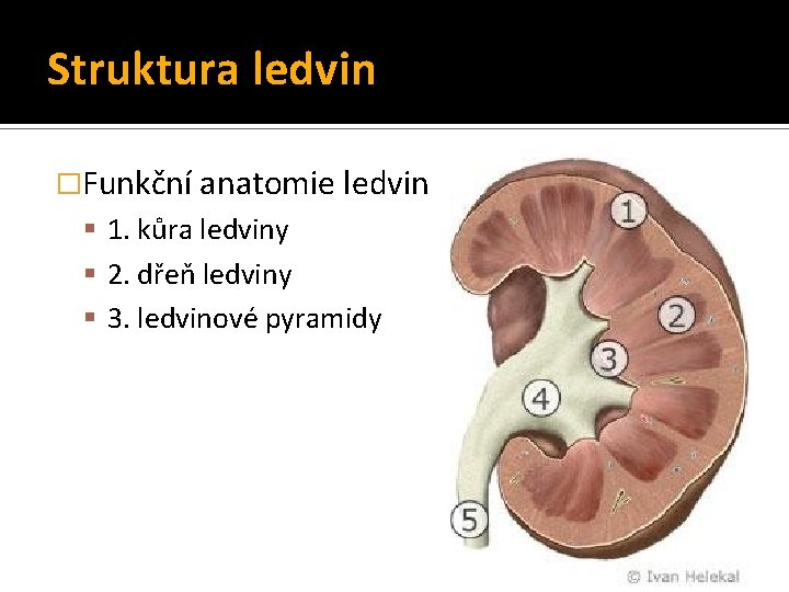 Struktura ledvin �Funkční anatomie ledvin 1. kůra ledviny 2. dřeň ledviny 3. ledvinové pyramidy