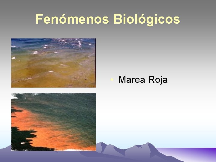 Fenómenos Biológicos • Marea Roja 