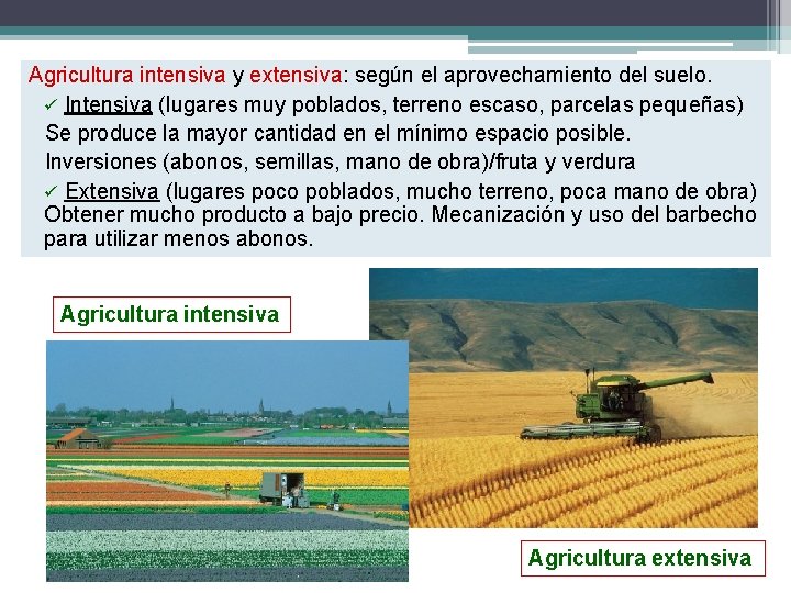 Agricultura intensiva y extensiva: según el aprovechamiento del suelo. ü Intensiva (lugares muy poblados,