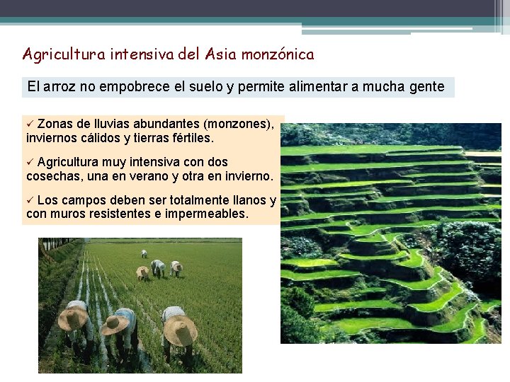 Agricultura intensiva del Asia monzónica El arroz no empobrece el suelo y permite alimentar