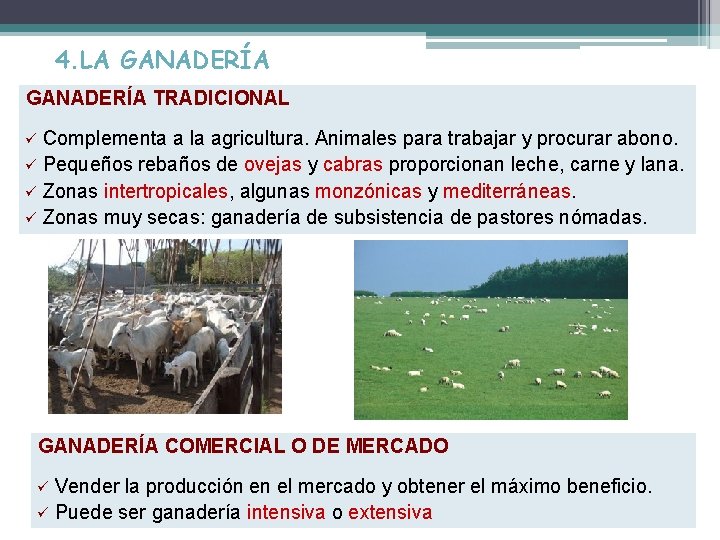 4. LA GANADERÍA TRADICIONAL Complementa a la agricultura. Animales para trabajar y procurar abono.