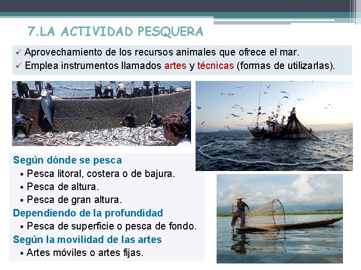 7. LA ACTIVIDAD PESQUERA Aprovechamiento de los recursos animales que ofrece el mar. ü
