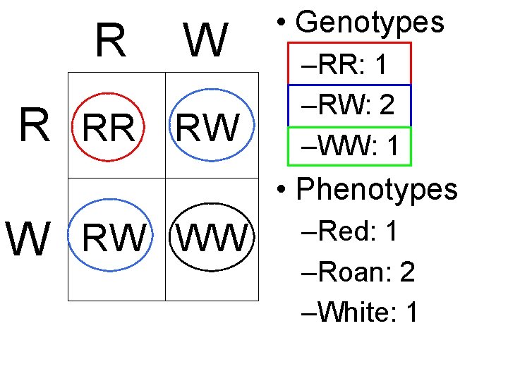 R W R RR RW • Genotypes –RR: 1 –RW: 2 –WW: 1 •