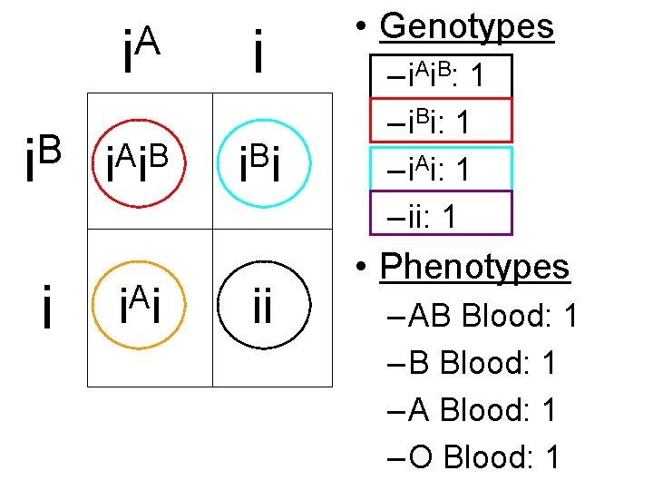 B i i A i i ii • Genotypes – i. A i. B