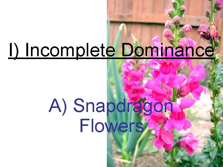 I) Incomplete Dominance A) Snapdragon Flowers 
