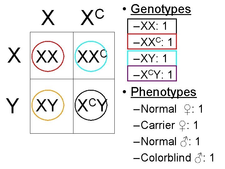 X C X X XX C XX Y XY C X Y • Genotypes