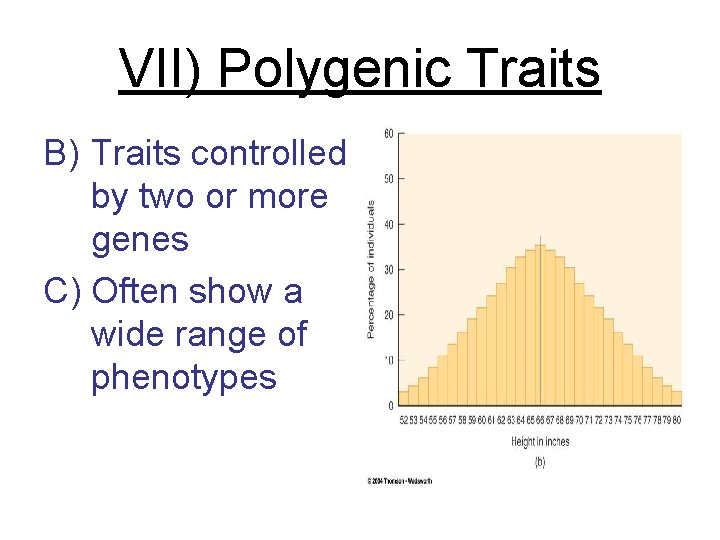 VII) Polygenic Traits B) Traits controlled by two or more genes C) Often show