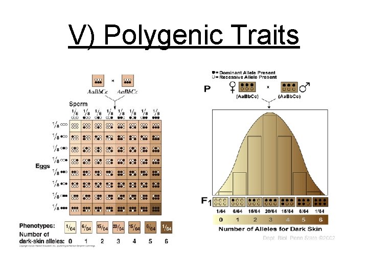 V) Polygenic Traits 