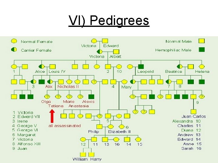 VI) Pedigrees 