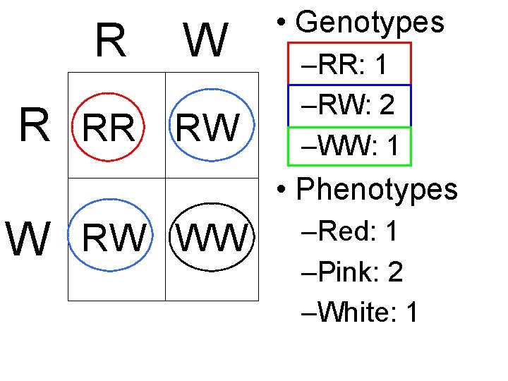 R W R RR RW • Genotypes –RR: 1 –RW: 2 –WW: 1 •