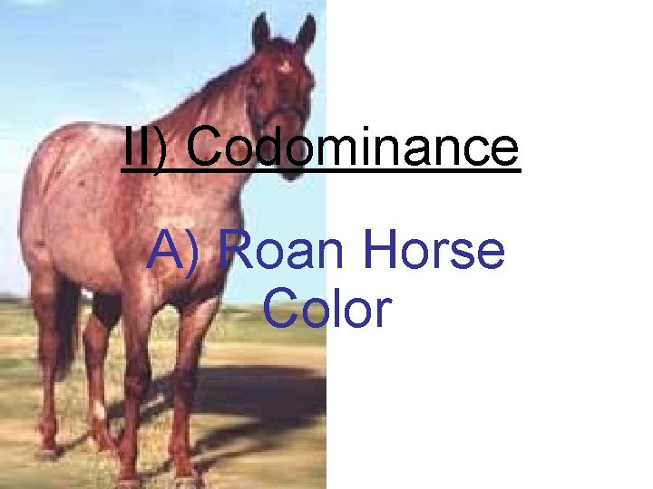 II) Codominance A) Roan Horse Color 