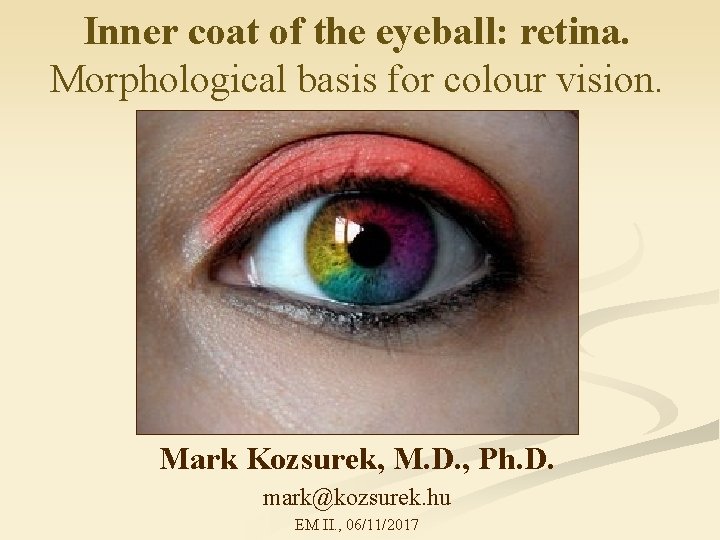 Inner coat of the eyeball: retina. Morphological basis for colour vision. Mark Kozsurek, M.