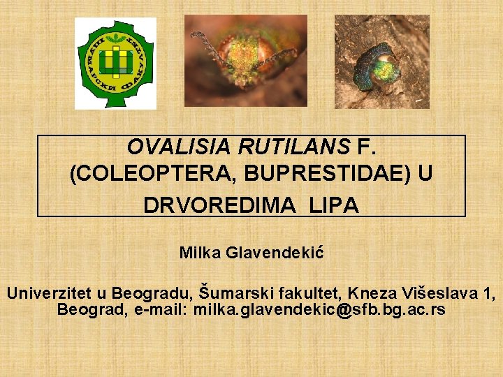 OVALISIA RUTILANS F. (COLEOPTERA, BUPRESTIDAE) U DRVOREDIMA LIPA Milka Glavendekić Univerzitet u Beogradu, Šumarski