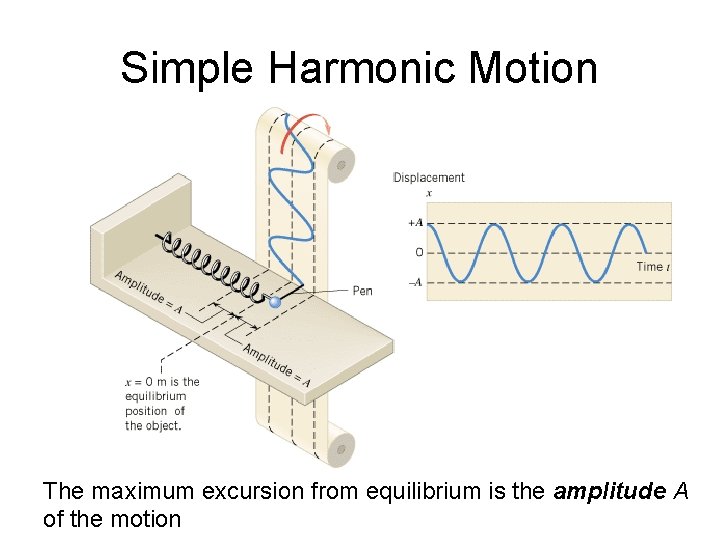 Simple Harmonic Motion The maximum excursion from equilibrium is the amplitude A of the