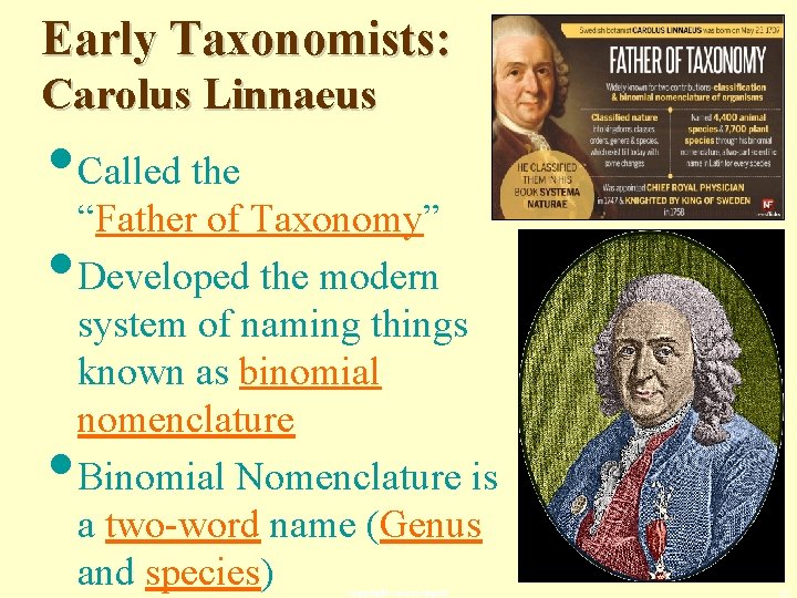 Early Taxonomists: Carolus Linnaeus • Called the “Father of Taxonomy” • Developed the modern